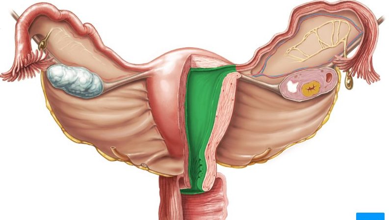 Endometrium