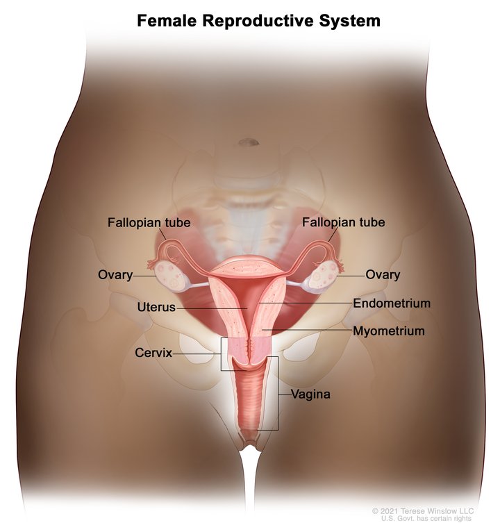 female reproductive system